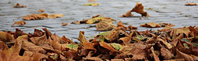 Forest Bathing in Autumn